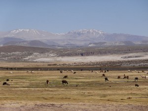 DSC04016