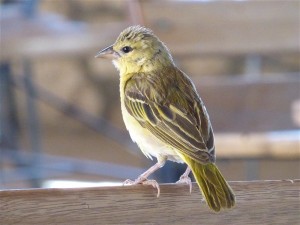 P1100054