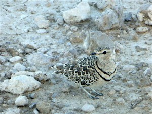 P1100955