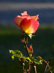 P1020320